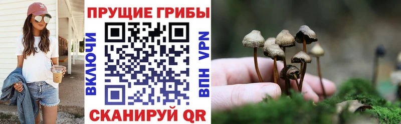 наркотики  Пересвет  Галлюциногенные грибы Psilocybine cubensis 